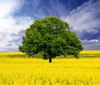 The Tree Of Life